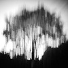 The tree