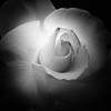 White Rose