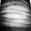 Palm